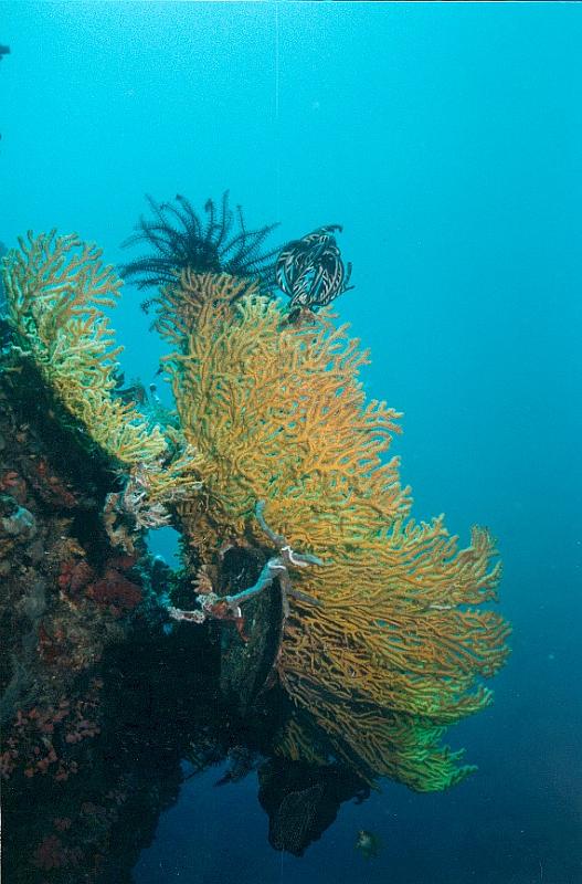 Coral formation in Dauin