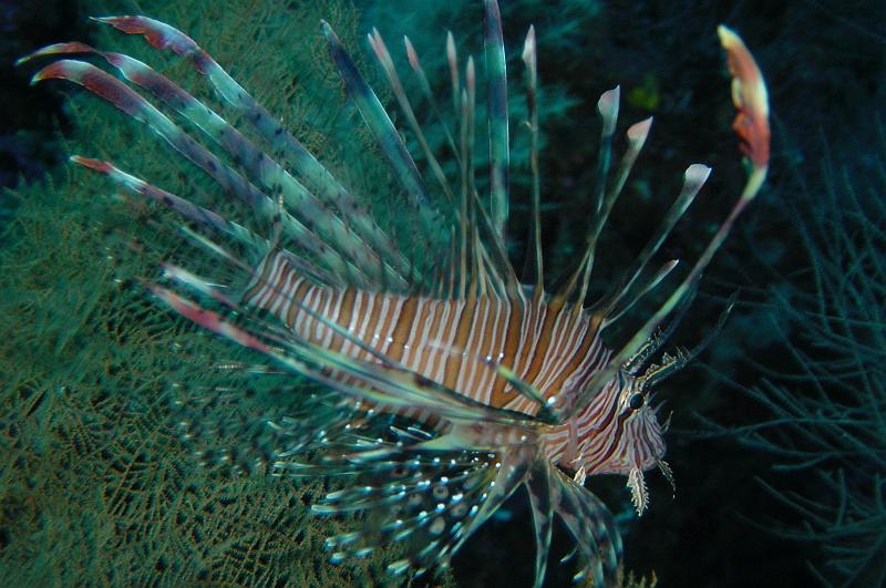 Lionfish (Malapascua)