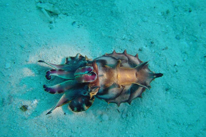 Flamboant Cuttlefish (Malapascua)